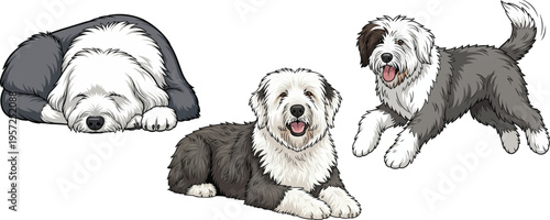 Old English Sheepdog lying down relaxed sleeping playful pose set