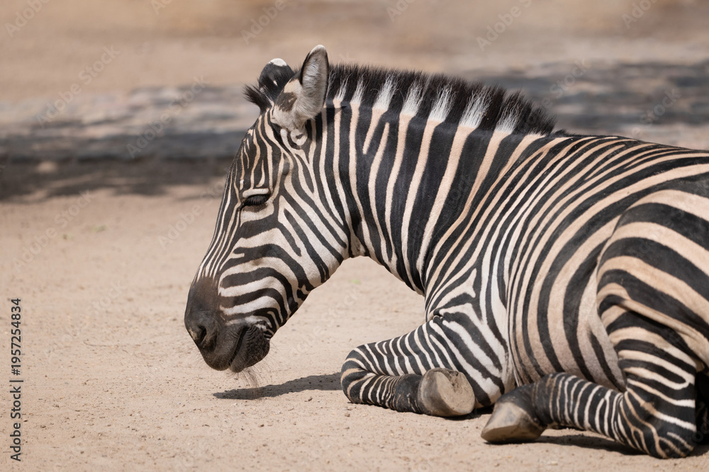 Fototapeta premium Grant Zebra Equus Quagga Boehmi