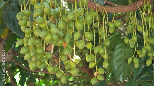 Green Burmese grape on the tree.