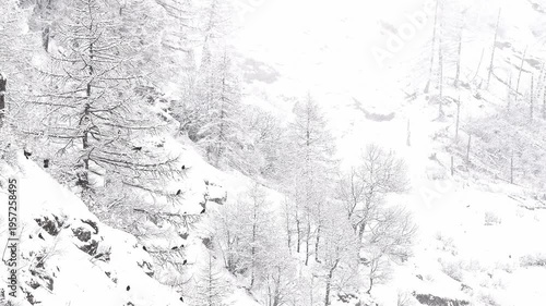 Flock of Alpine Cough under snowflakes (Pyrrhocorax graculus)