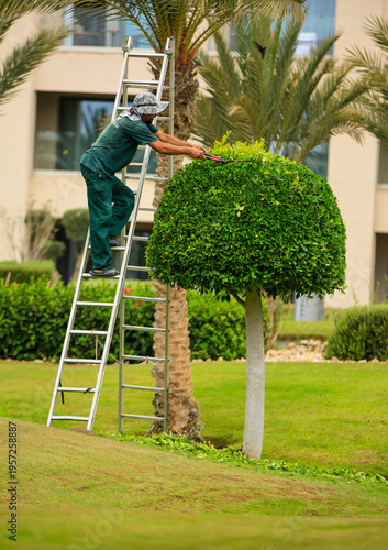 Fotografie A single gardener, uses a step-ladder to perform some topiary to trim a bush in