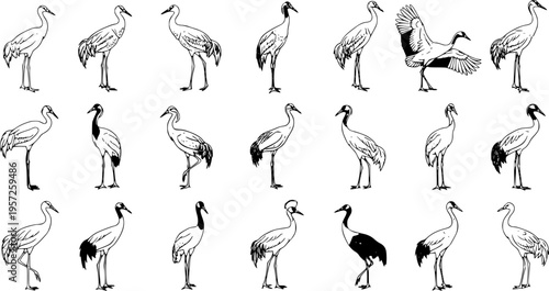 Elegant Crane Sketches: Assorted Poses, Traditional Japanese Art Style