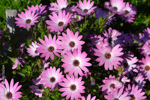 African daisy pink and white flower - Latin name - Osteospermum hybrid