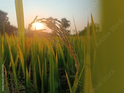 Golden rice crop in paddy field at sunset, agriculture growth and harvest season rural landscape