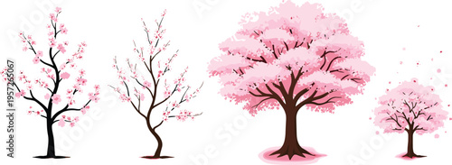 Cherry blossom tree lifecycle vector set with blooming sakura stages. From bare branches to full pink bloom. Spring seasonal illustration for nature design and growth concepts.