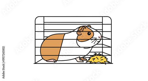 Cute brown and white guinea pig.