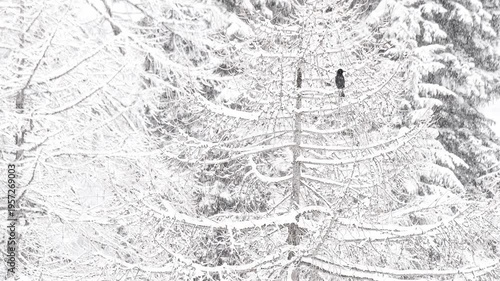 The carrion crow under snowstorm in the mountain forest (Corvus corone)