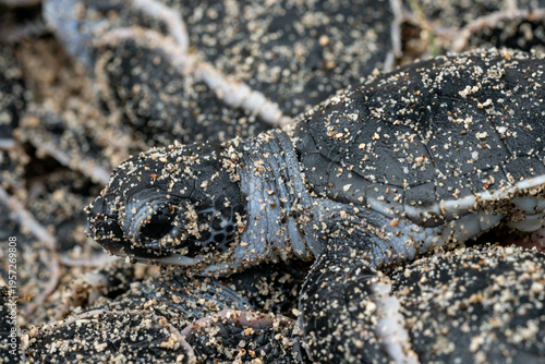 アオウミガメの誕生　小笠原
