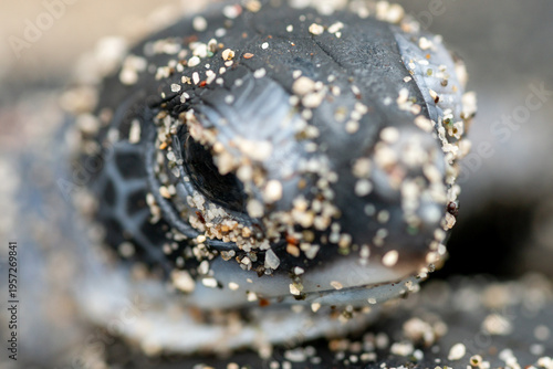 アオウミガメの誕生　小笠原