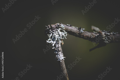 Lichen on branch