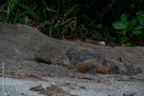 産卵するアオウミガメ　小笠原