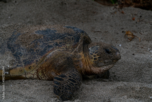産卵するアオウミガメ　小笠原