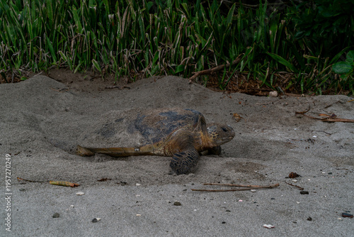産卵するアオウミガメ　小笠原