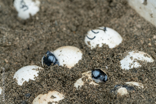 アオウミガメの誕生　小笠原