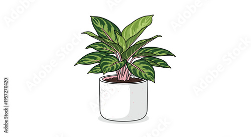 A lush houseplant with variegated green and pink leaves grows in a white cylindrical pot against a clean white background.