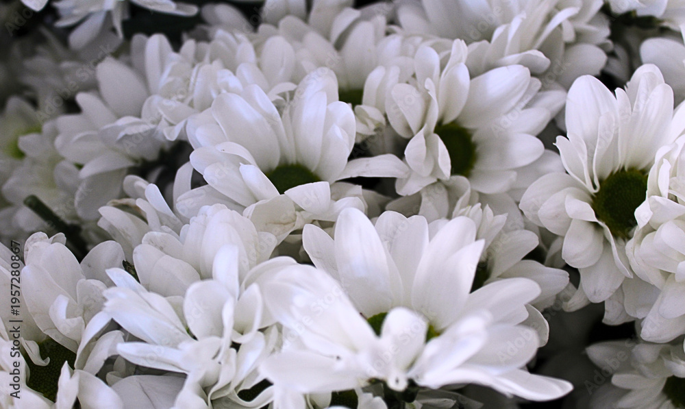 Fototapeta premium white flowers
