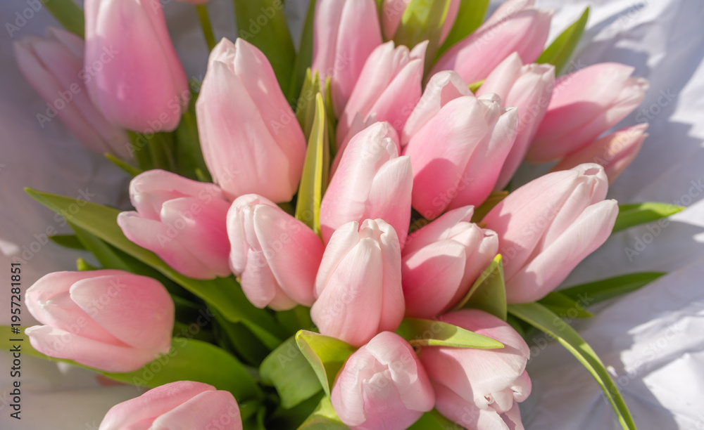 Obraz premium Close-up of a lush bouquet of fresh pink tulips with green leaves, wrapped in white paper. Soft natural sunlight highlights the delicate petals and spring texture