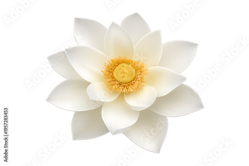 White lotus on transparent background, single fully bloomed flower, tup view,no stem, no leaves, isolated blossom.Hihghly detalied petals,natural soft gradients, realistic texture, delicate lighting. 