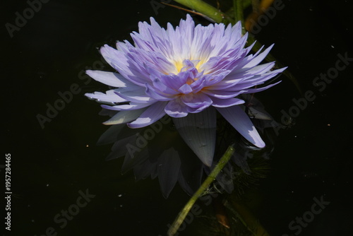 Valokuva Purple Fantasy Waterlily; Nymphaea 'Chong Ban Lan Xie Zhua';  Tropical Purple Wa