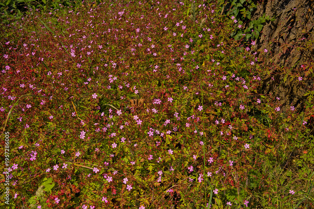 Fototapeta premium many Herb Robert flowers, overhead view -- Geranium robertianum 