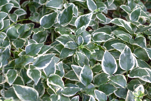 Euonymus fortunei is an evergreen, variegated creeping shrub. Top view. Background
