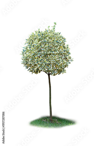Isolated tree trunk Euonymus japonicus Bravo