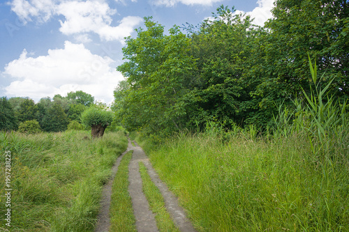 Hiking trail thorugh a fresh green spring landscape, in bourgoyen nature reserve, Ghent, Flanders, Belgium
