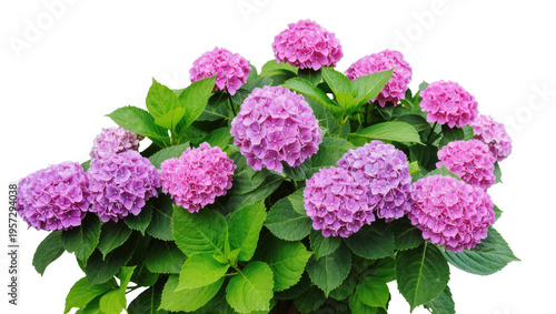 Fotografía Beautiful pink and purple hydrangea flowers blooming with green leaves, fresh vi