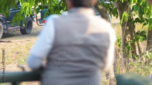 Sub Adult Male Royal Bengal Tiger Frightened by Close Safari Vehicle Crossing Road at Panna Tiger Reserve India