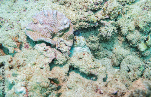Wallpaper Mural Octopus hiding in the coral, Ningaloo Reef, Western Australia, Australia Torontodigital.ca
