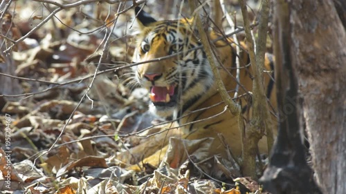 Subadult Royal Bengal Tiger Hunting Spotted Deer in Daylight at Panna Tiger Reserve India