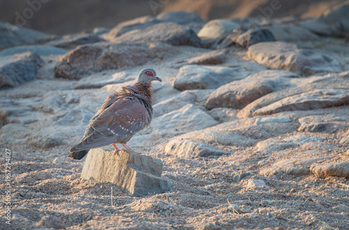 Wallpaper Mural Speckled pigeon in the Namib Desert, Namibia, Africa Torontodigital.ca