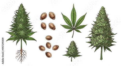 Detailed illustration of cannabis plant seeds and flowering buds