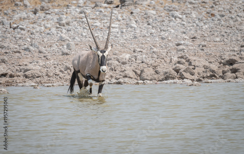 Wallpaper Mural Common Eland drinking at a waterhole in Etosha National Park, Namibia, Africa Torontodigital.ca