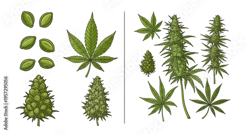Botanical illustration of cannabis plant parts leaves buds and seeds