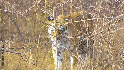Royal Bengal Tigress Walking Through Territory in Morning Light at Panna Tiger Reserve
