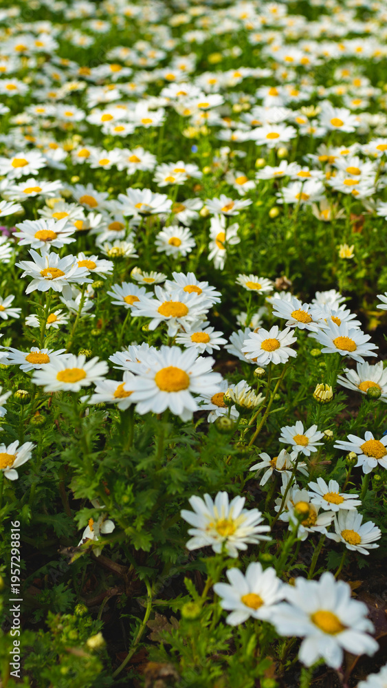 Naklejka premium Many flowers bloom in a field during spring in a garden under bright sunlight