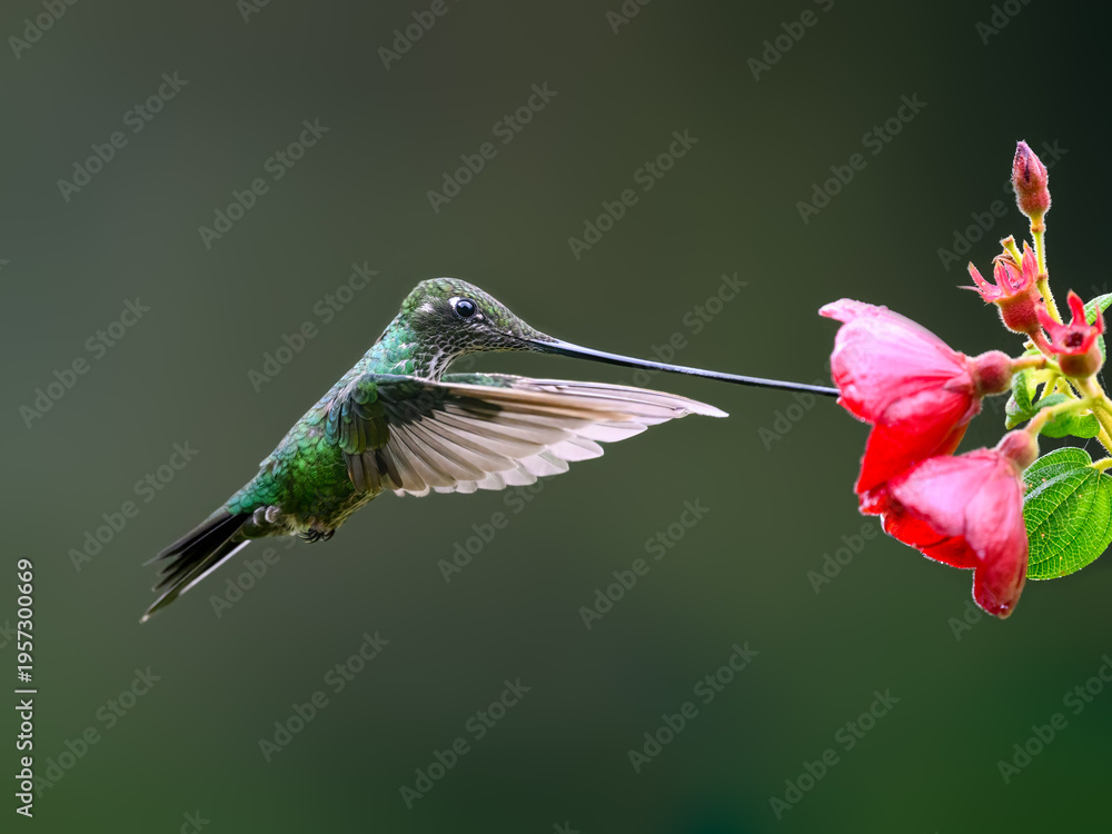 Fototapeta premium Sword-billed Hummingbird Feeding from Red Flower while Hovering