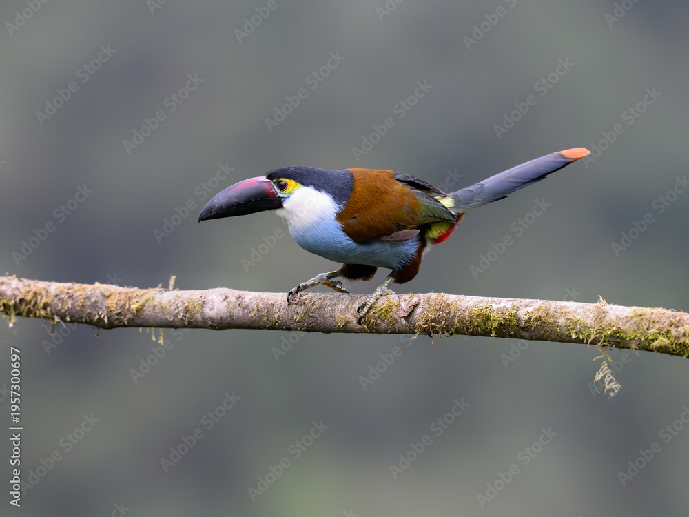 Obraz premium Adult Black-billed Mountain-Toucan Perched on a Mossy Forest Branch