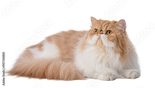 Fotografie Adorable long-haired orange and white Persian cat with big golden eyes looking c