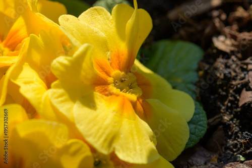 gelbe Primel, Schlüsselblume