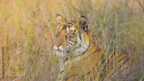 Sub adult female Royal Bengal tiger resting in grassland at Panna Tiger Reserve during morning safari
