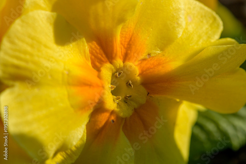 gelbe Primel, Schlüsselblume