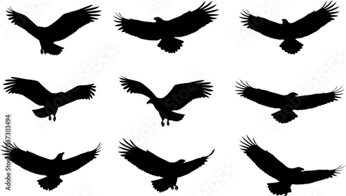 Flying Eagle Silhouettes Falcon Hawk Bird of Prey Vector Set