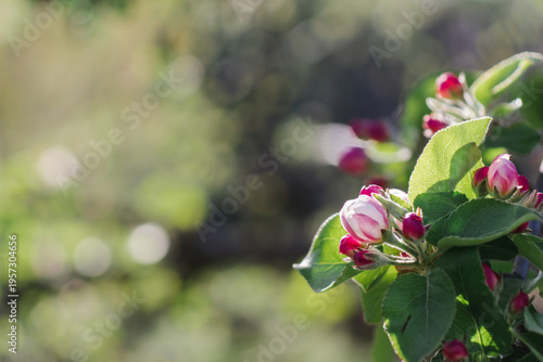 Branch with apple flowers in spring garden on natural green blurred background. Closeup, copy space and space for text