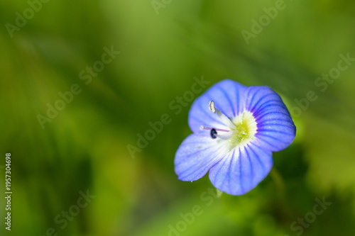  persischer Ehrenpreis