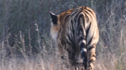 Royal Bengal Tigress Hunting in Grassland at Panna Tiger Reserve Morning Safari