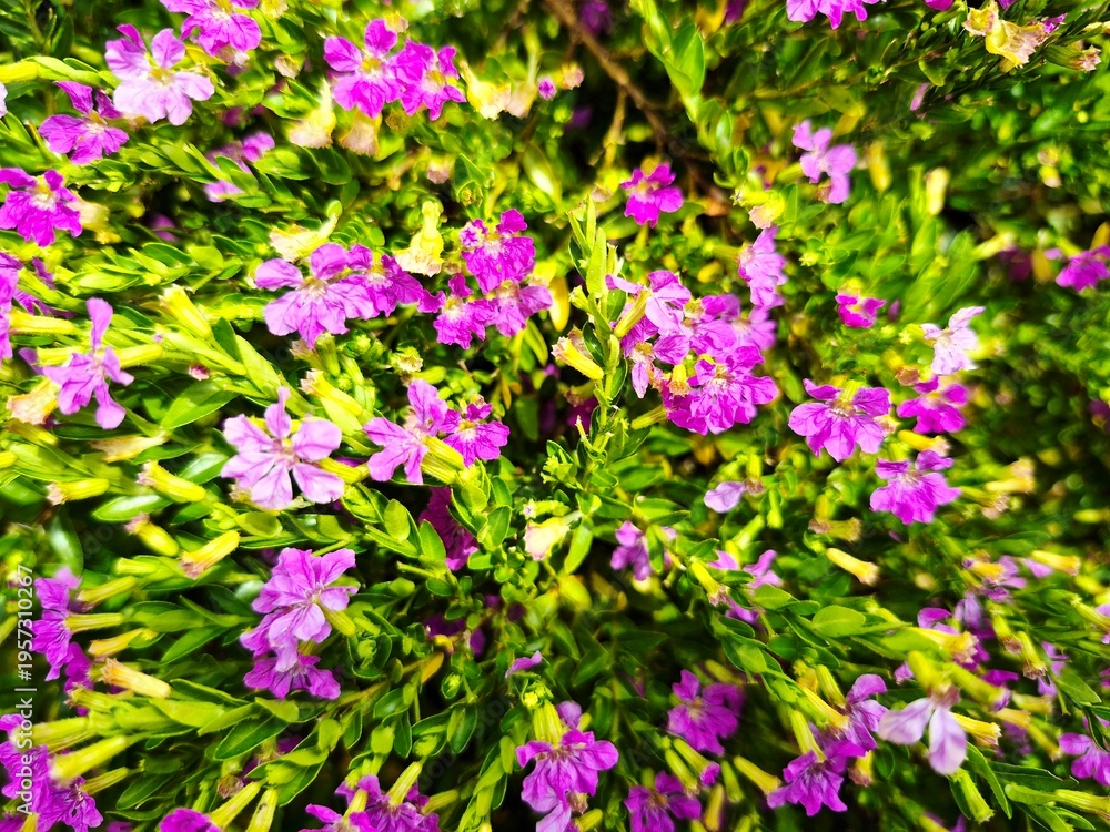 Obraz premium Small Purple Mexican Heather Blossoms in Summer Garden