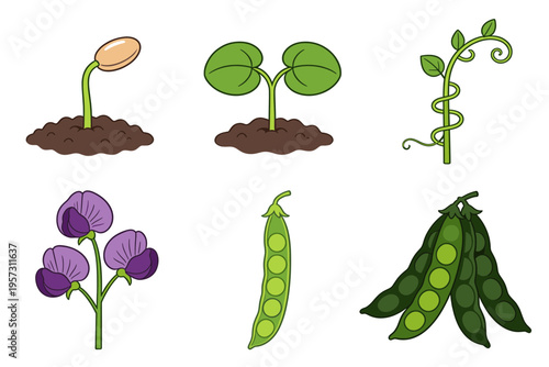 Six Stages of Pea Plant Growth Cycle Isolated on White Background, From Sprouting Seed to Mature Pods with Peas, Educational Botanical Illustration for Science