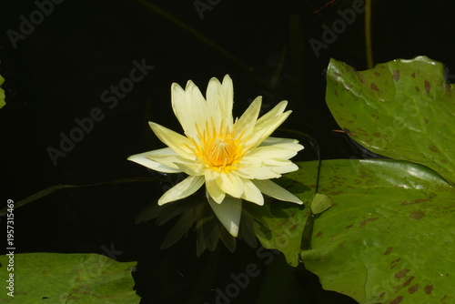 Fényképezés Yellow Water Lily under the sun-Nymphaea Mexicana Zucc